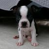 rockybostonterrier022