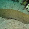 cucumber_under_the_sea
