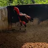 theanhdinh683