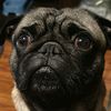 nard_dog323