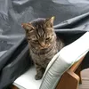 acatcallednimnim