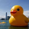 theduckyyesyes