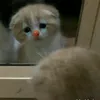 baiobao2