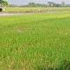 wong_383639