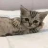 Matheo
