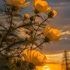 yellowww1205