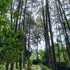 lingga_366