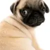 pugdup