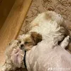 arlow_and_derek_amigopup
