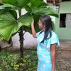 merianmiranda0