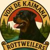 rottweiler_jogja