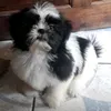 snopydoguesera
