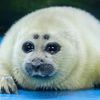 sillyestsealever