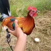 sampaloc.bantameros1