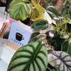 aaa_plantyvibes