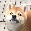 bagelbadger