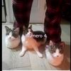 gatosor1