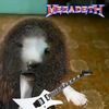 yapicat