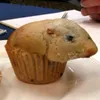 muffinhamster0
