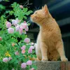 neko.media01
