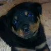 sasha1102198