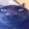 morgonem