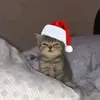 my.litter.star
