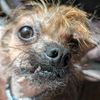 50Shades_of_Spay