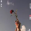 rosa2.0lilases