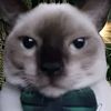 gato_4750
