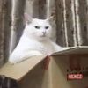 faris_elpatron