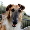 freddie_victor_borzoi