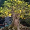 syngabatinh
