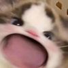syycry