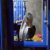 cill_nda2