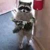nohhhhhhhhho