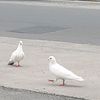 totoguilbaud