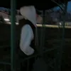 Чия Апа