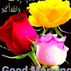 rajashareef432