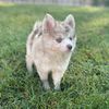 thickettypomskies