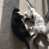 the_stew_cats