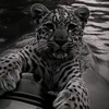 saman_604