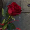 israe_lamka