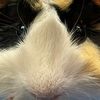 _meoowow