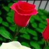 alhashmihashmi3