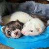 onlyferrets_