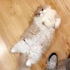 whiskey_the_munchkin