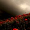 feildofweepingflowers