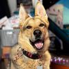 apollothegermansheperd2