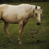 docbarkingmare
